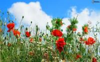 fiori di campo AGHD Srl